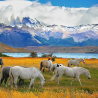 Freedom in the Wilderness