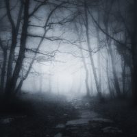 A Teeming Crowd of Trees