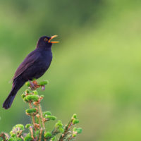 Music of the Wilderness