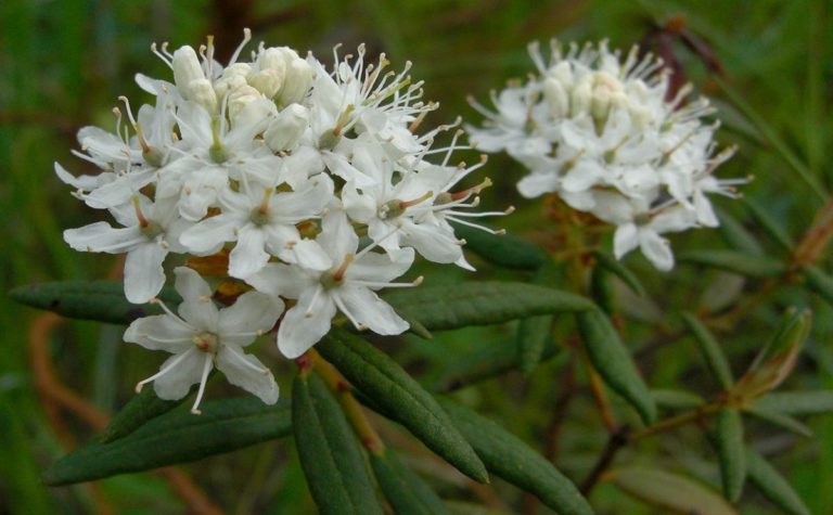 The Tundra Zone – Evidentia Channel