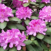 Flowers on My Street