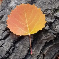 Autumn in Quebec City