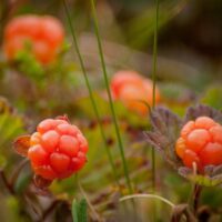 Access Versus Lack of Access