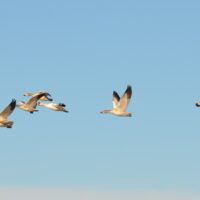 Snow Geese at Saint-Vallier